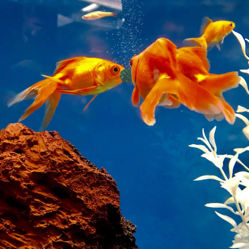 100 шт., таблетки спирулины вы – обзор и цена Aquarium Fish Vitamin