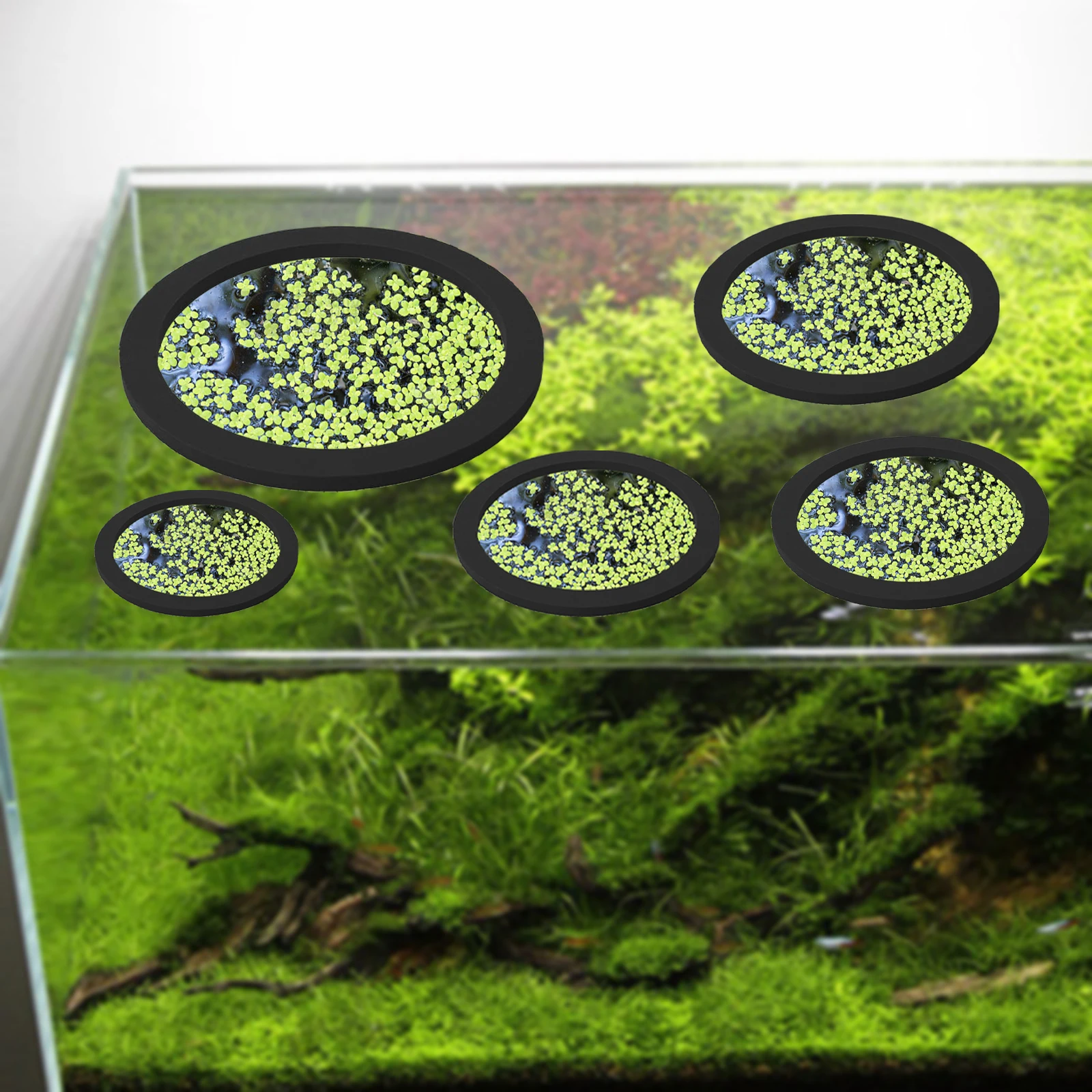 5 шт., кольцо для кормления ры – обзор и цена Aquarium Fish Usa