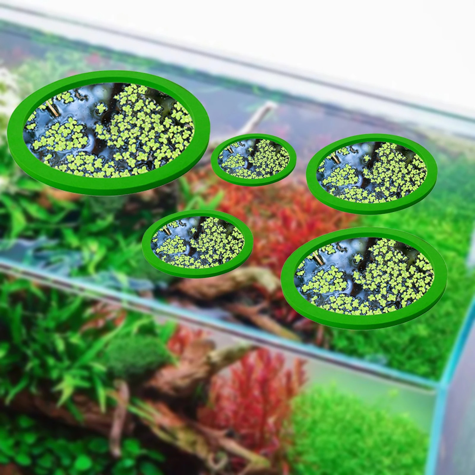 5 шт., кольцо для кормления ры – обзор и цена Aquarium Fish Usa