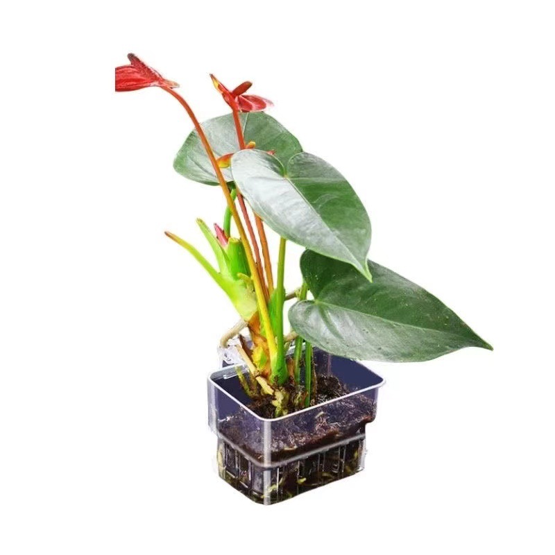 Корзина для гидропоники в аква – обзор и цена Aquarium Fish Pot